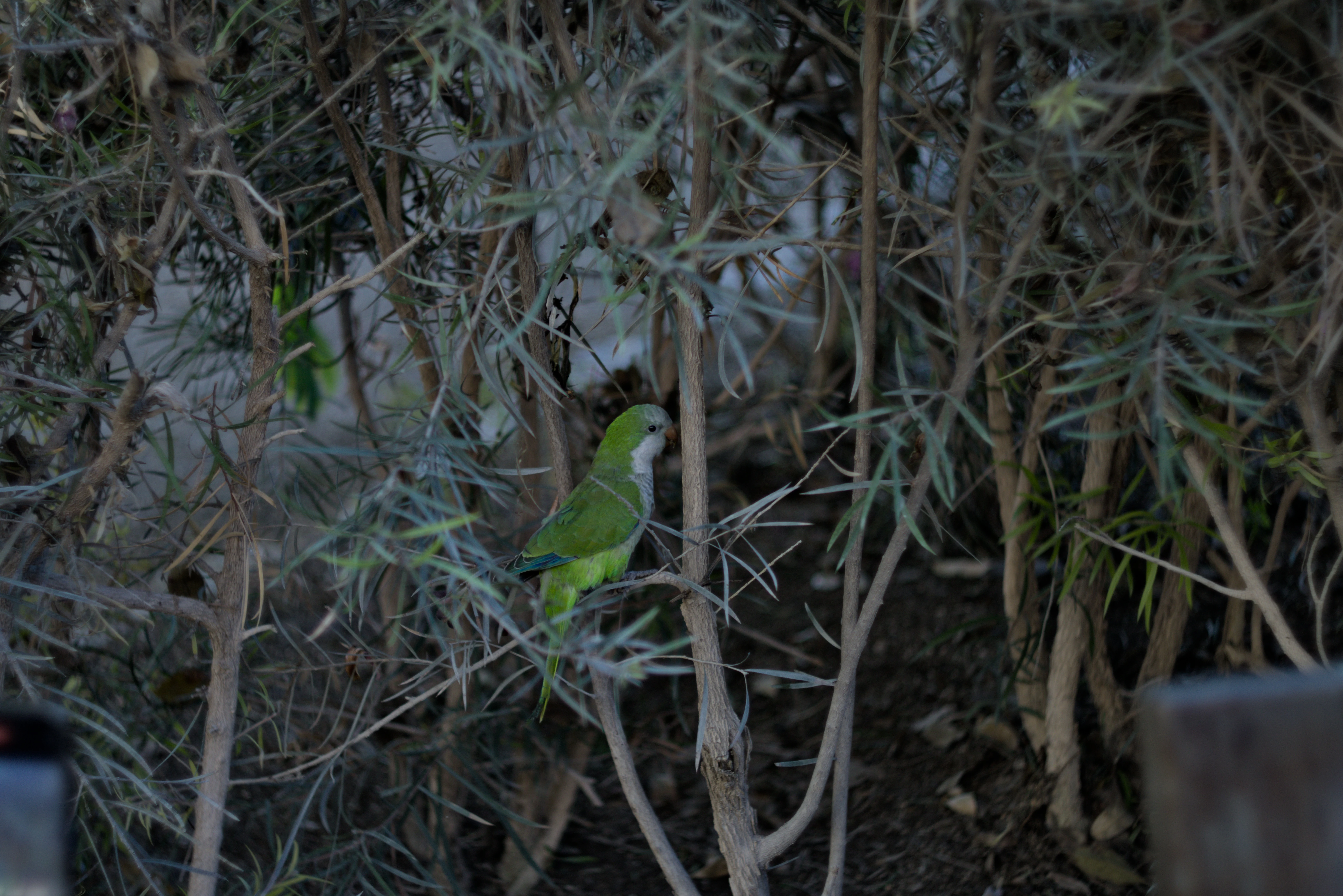 Zenith Helios-77M-4 1,850 (VOMZ) - _I4A2709.webp